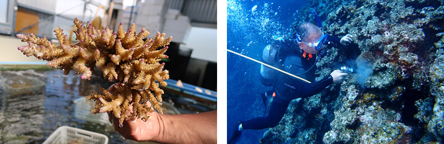 Coral bundle and transplanting done on October 5 event