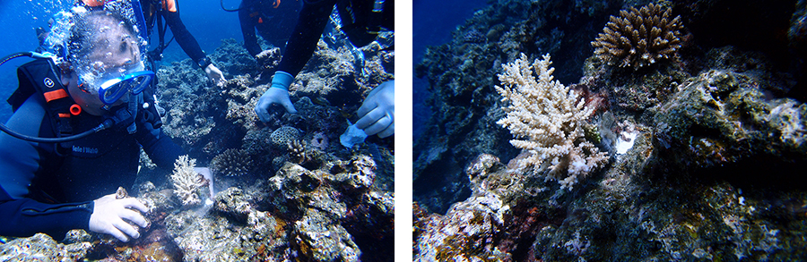 Coral bundle and transplanting done on October 5 event